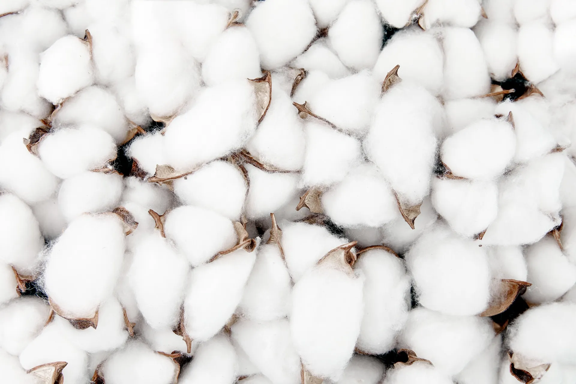 Cotton